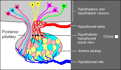 hCG hypothalamus portal veins