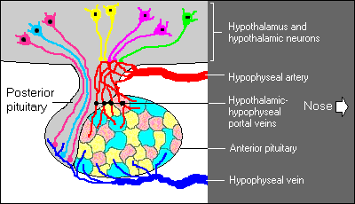 hCG Hypothalamus And Pituitary hCG Related Functions