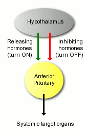 hCG hypothalamus, pituitary hCG, tyroid gland 